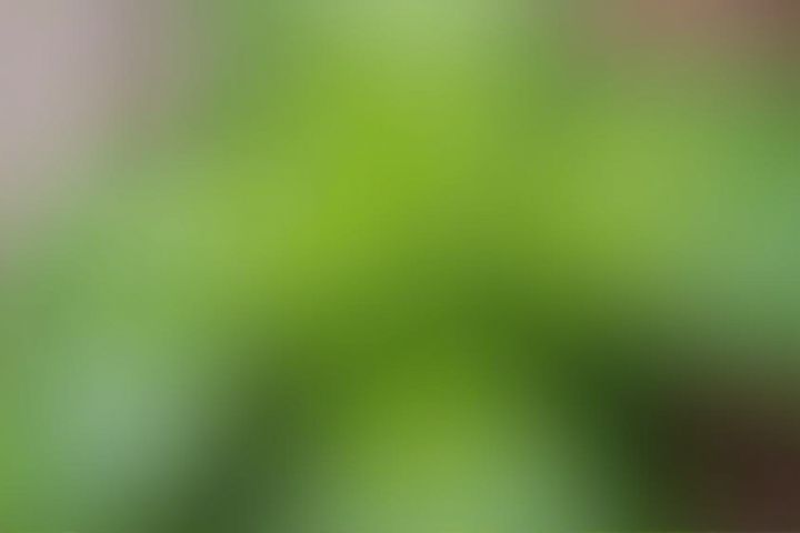 Enhancing Indoor Air Quality with House Plants: A Comprehensive Guide