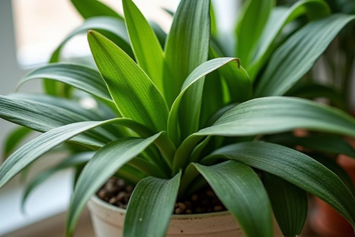 Mastering Indoor Plant Arrangement: Tips for Perfectly Placing Houseplants