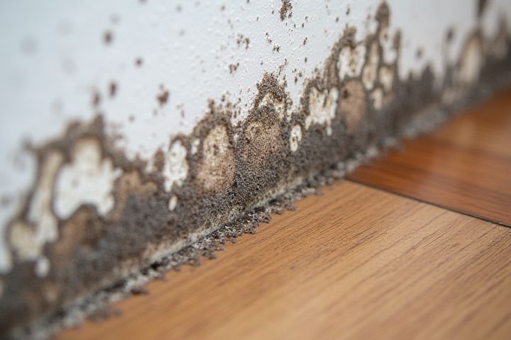 Tips to Prevent and Manage Household Mold Effectively