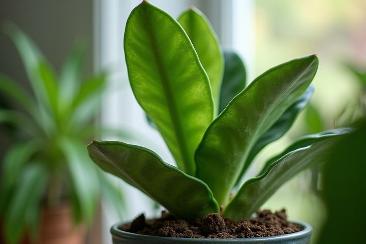 Easy-Care Houseplants: Discover Low-Maintenance Indoor Greenery
