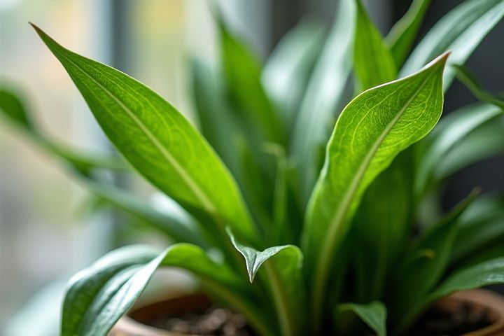 Top Houseplants for Cleaner Air & Fresh Living Spaces