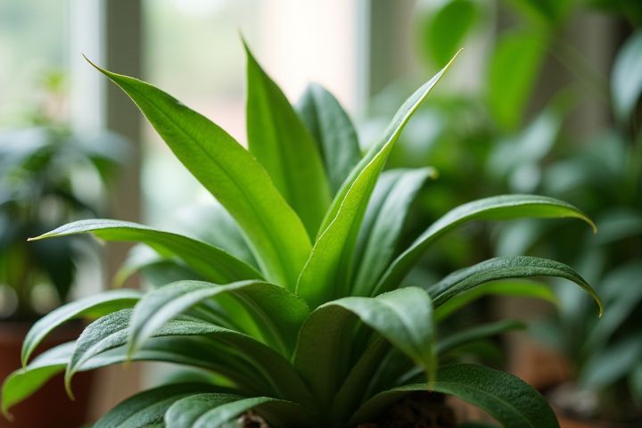 Enhancing Ambience with House Plants: The Benefits Explained